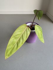 IMG_3991.jpeg