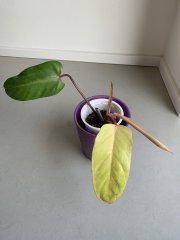IMG_4002.jpeg