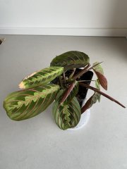 IMG_4026.jpeg