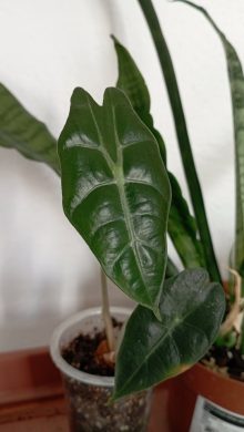 Alocasia Polly baby