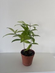 IMG_4439.jpeg