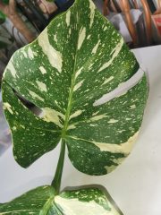 IMG_20230806_102357.jpg