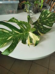 IMG_20230806_102346.jpg