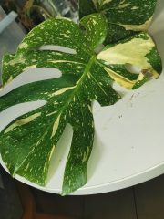 IMG_20230806_102354.jpg