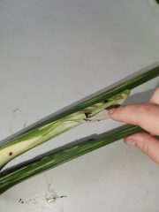 IMG_20230806_102338.jpg