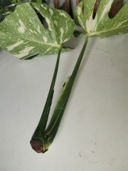 IMG_20230806_102307.jpg
