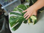 IMG_20230806_102255.jpg