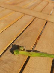 IMG_20230815_092724.jpg