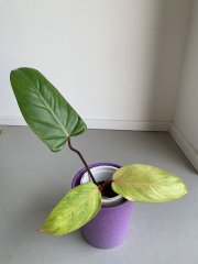 IMG_4029.jpeg