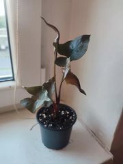 IMG_20230814_194350.jpg