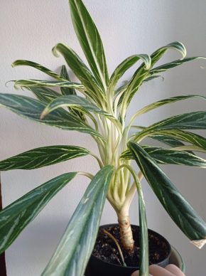 Aglaonema