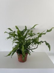 IMG_4424.jpeg