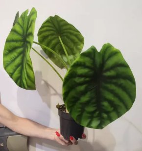 Alocasia Green Shield 4 /Bělohorská, Pha 6/
