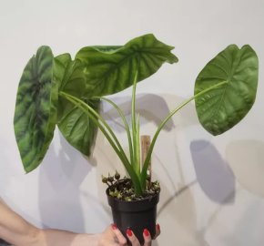 Alocasia Green Shield 5 /Bělohorská, Pha 6/