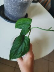 IMG_20230819_175829.jpg