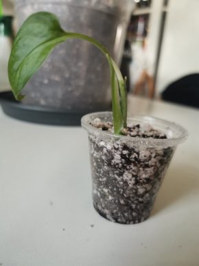 Monstera Adansonii variegata
