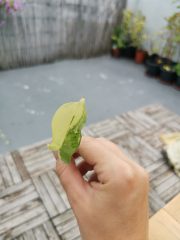 IMG_20230820_093947.jpg