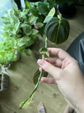 Philodendron Melanochrysum