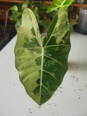 Alocasia frydek variegata