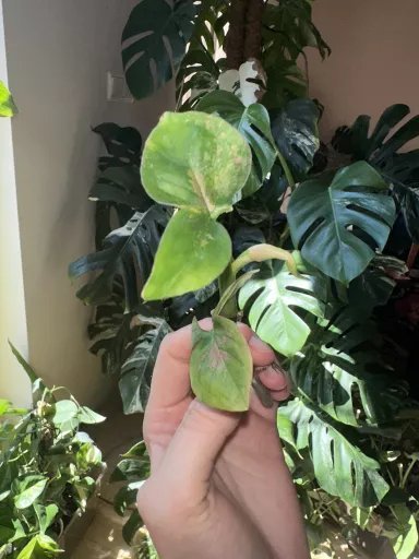 Syngonium orm nak | Aukce rostlin