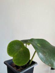 IMG_5326.jpeg