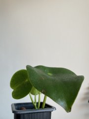 IMG_5325.jpeg