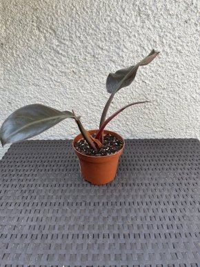 Philodendron imperial red
