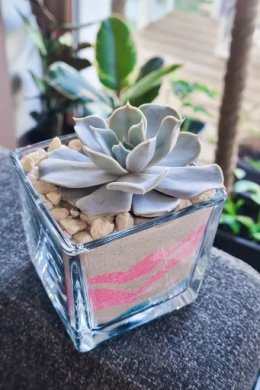 Florárium. Echeveria lilacina