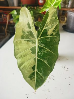 Alocasia frydek variegata