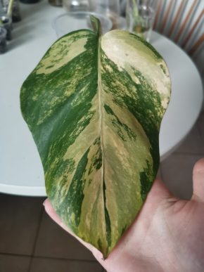 Monstera deliciosa aurea