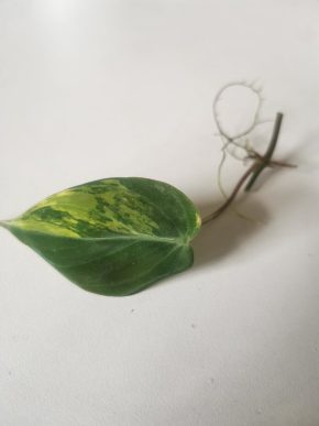 Philodendron micans variegata