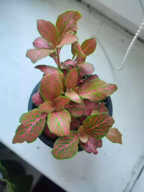 IMG_20230822_090659.webp