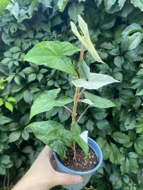 Syngonium Albo Variegata