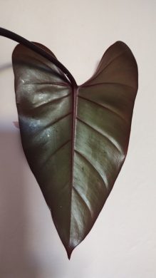 Filodendron Majesty