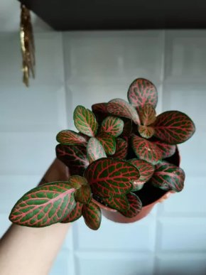 Fittonia