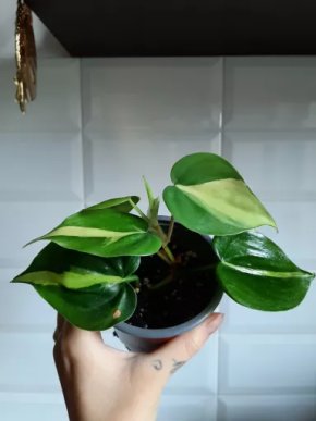 Philodendron scandens Brasil