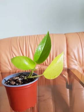 Epipremnum neon