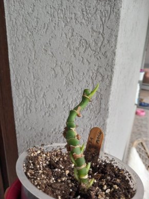 Monstera adansonii "monkey mask"