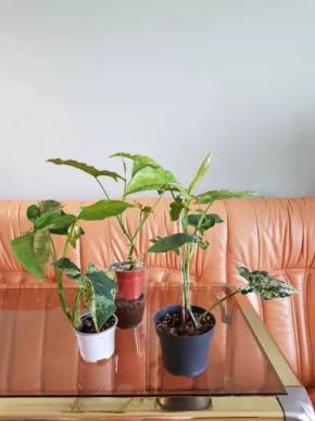 Syngonium mojito