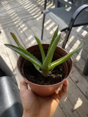 Aloe vera