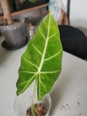 IMG_20230820_091012.jpg