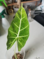 IMG_20230820_090959.jpg