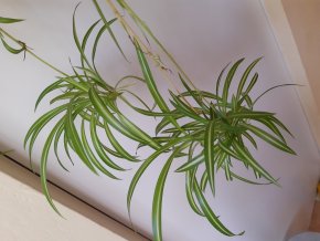 Zelenec chocholatý (Chlorophytum comosum) - mladá rostlinka