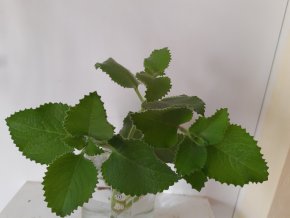 Rýmovník citronový - Plectranthus amboinicus - čerstvý vrcholový řízek