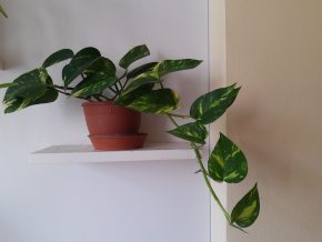 Potos - Šplhavnice zlatá (Epipremnum aureum) - čerstvý vrcholový řízek