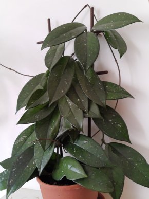 Hoya carnosa - voskovka - zakořeněný řízek