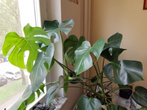 Monstera deliciosa - čerstvý vrcholový řízek