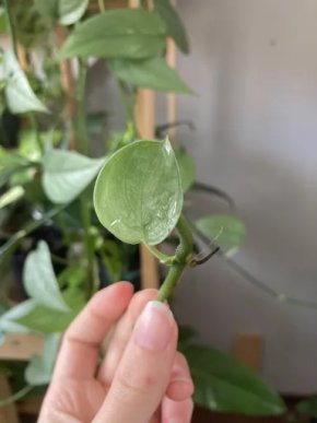 Scindapsus Silver Hero mini řízek VÝPRODEJ