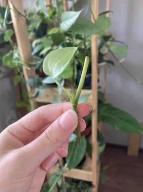 Scindapsus Silver Hero mini řízek VÝPRODEJ