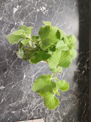 IMG_20230903_103517.jpg